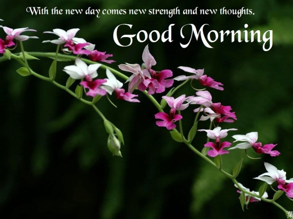 With The New Day Comes New Strength-wg3637