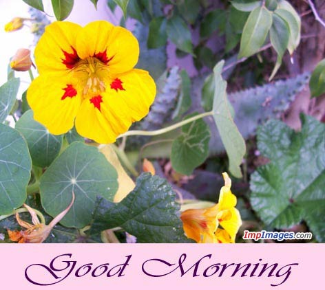 Yellow Flower - Good Morning !-wg01121
