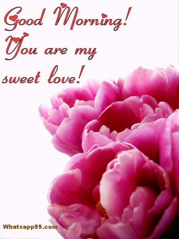 You Are My Sweet Love-wg01394