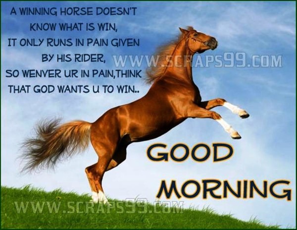 A Winning Horse -  Good Morning-wg023013