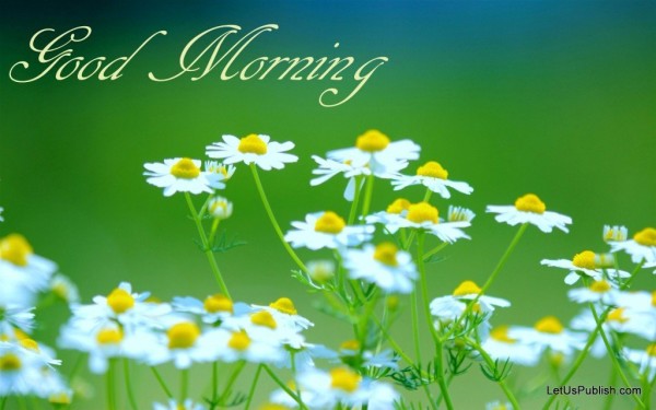 Beautiful Flower- Good Morning-wg034064