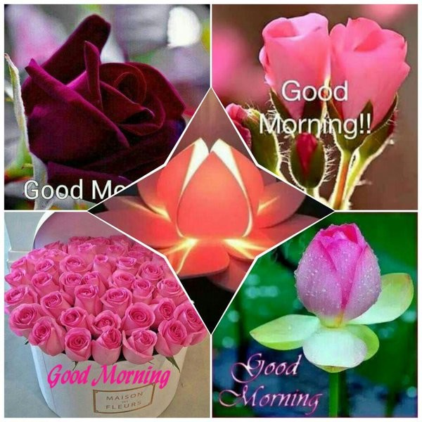 Good Morning Wishes With Flowers Pictures Images Page 5