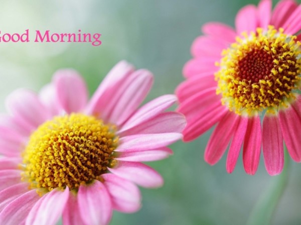 Beautiful Pink Flowers - Good Morning-wg16043