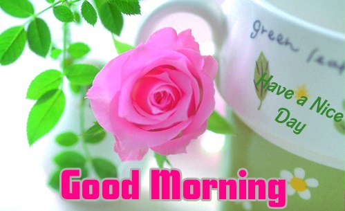 Beautiful Pink Rose - Good Morning-wg140080