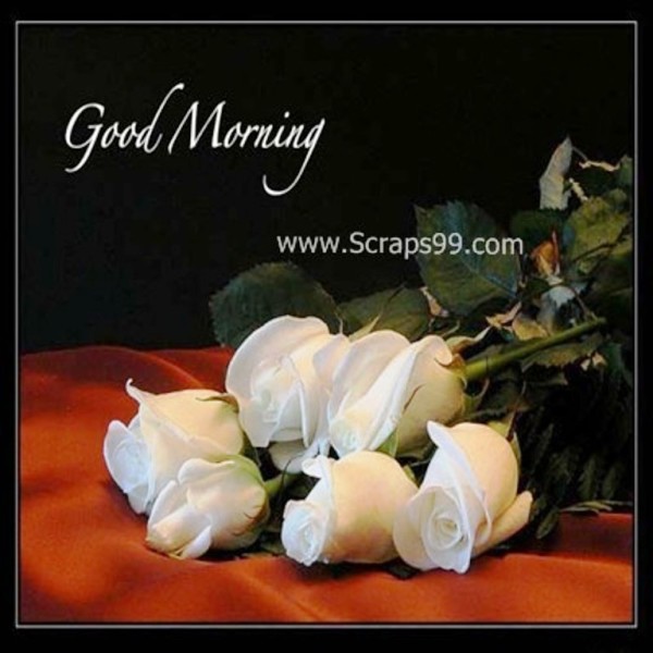 Beautiful White Roses-  Good Morning-wg023043