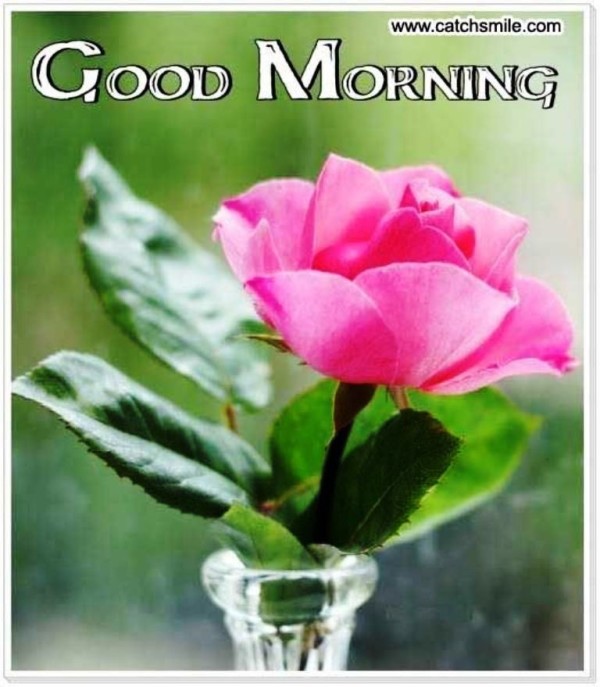 Beautiful Flower- Good Morning-wg023034Beautiful flower -Good morning-wg023034