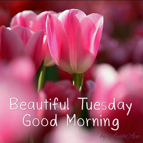 Beautiful Tuesday-wg16051