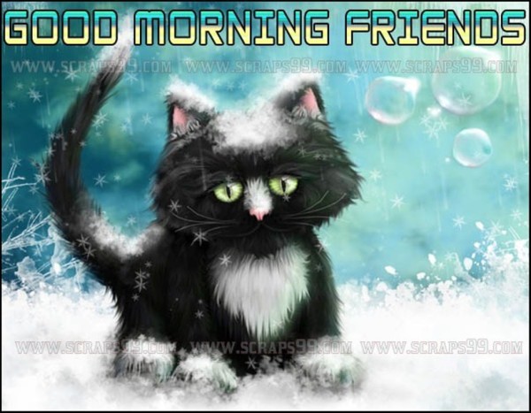 Black  Cat -  Good Morning-wg034073