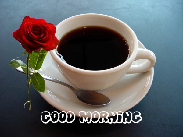 Black Tea - Good Morning-wg034074