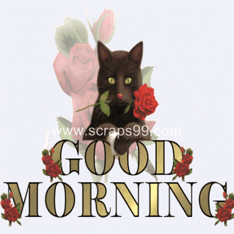 Black Cat -  Good Morning-wg023051