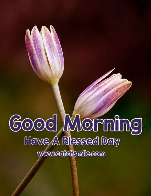 Blessed Day -Good Morning-wg034078