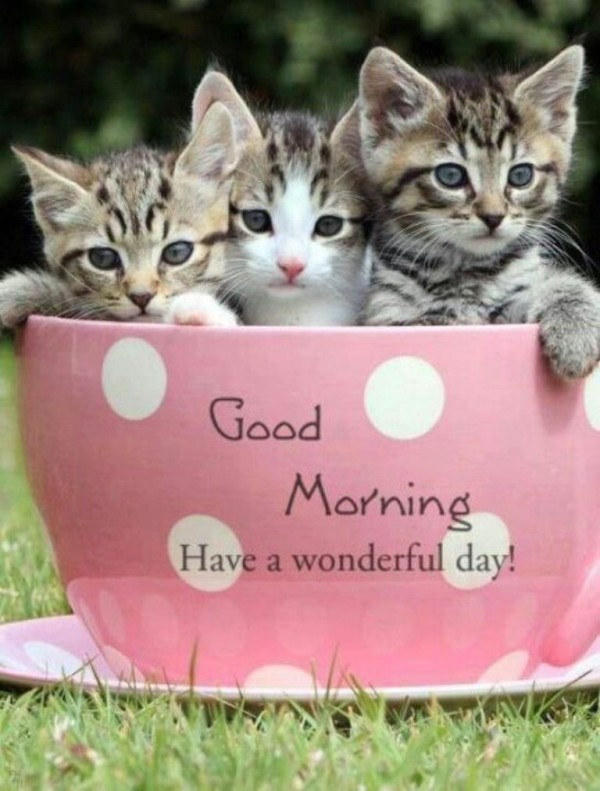 Cats - Good Morning --wg034089