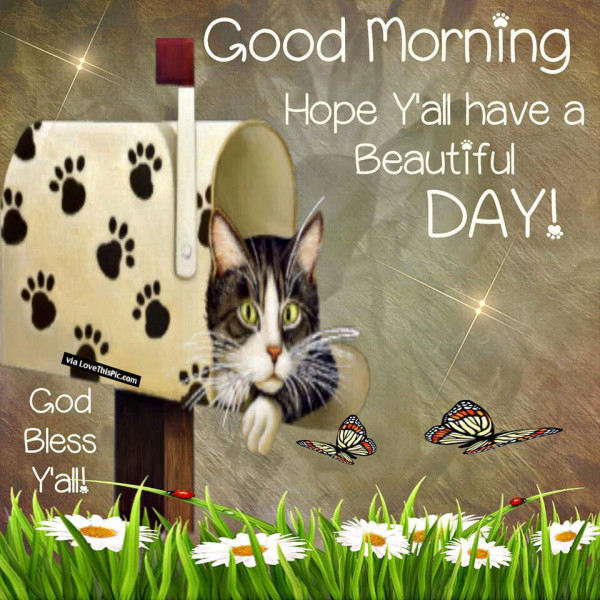 Cat - Good Morning-wg11084