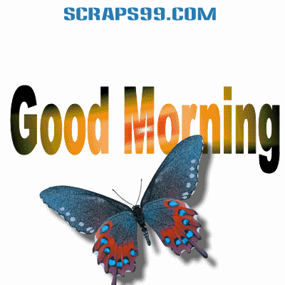 Colored Butterfly - Good Morning-wg034098