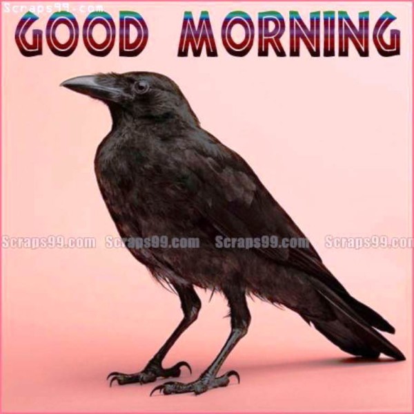 Crow Good Morning