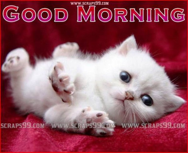 Cute Cat-Good Morning