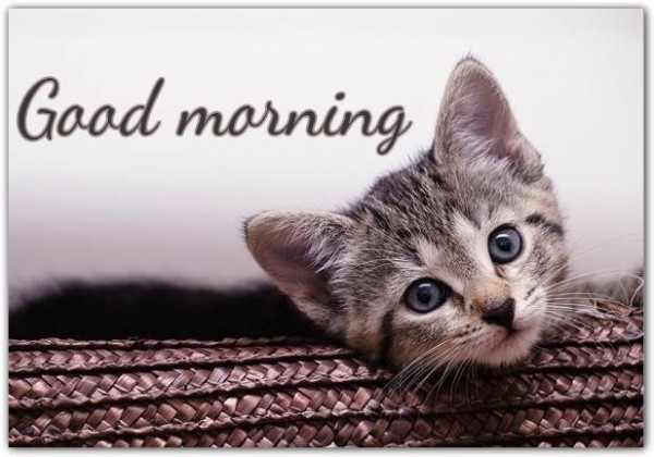 Cute Cat - Good Morning-wg16070