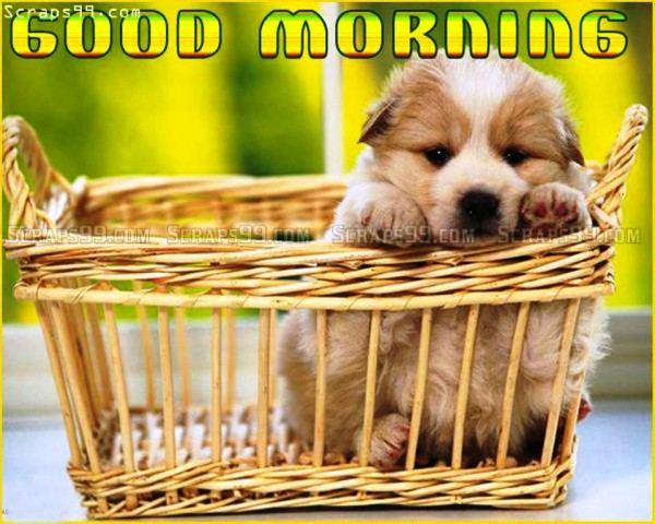Cute Dog -  Good Morning-wg023087