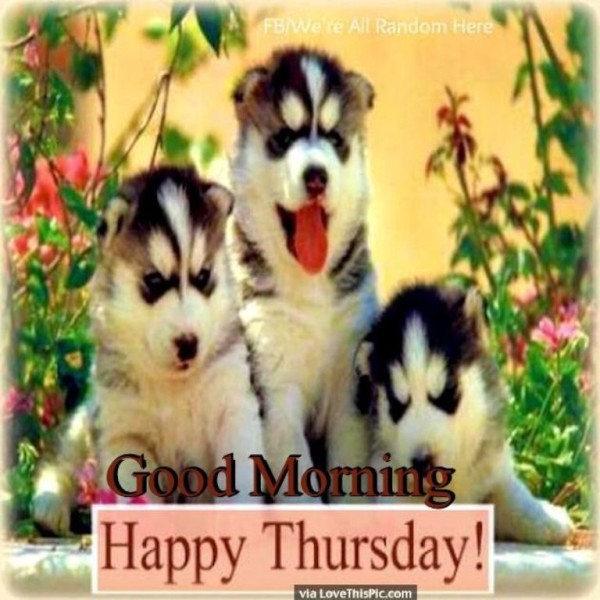 Cute Dogs -Good  Morning-wg034111