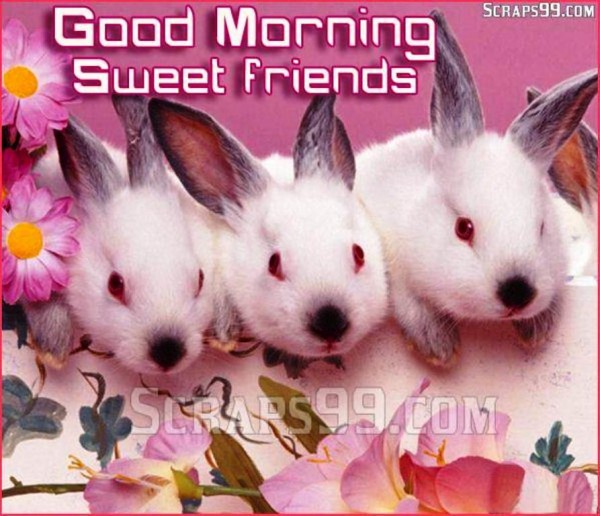 Cute Rabbit -  Good Morning-wg023089