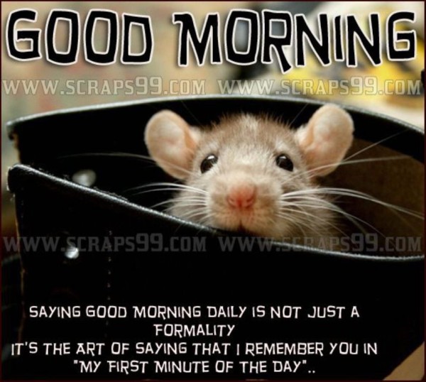 Cute Rat -  Good Morning-wg034112