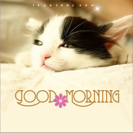 Dear Cat - Good Morning-wg11106