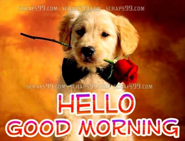 Dog -  Good Morning-wg023093