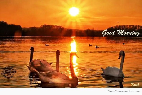 Duck- Good Morning-wg023097