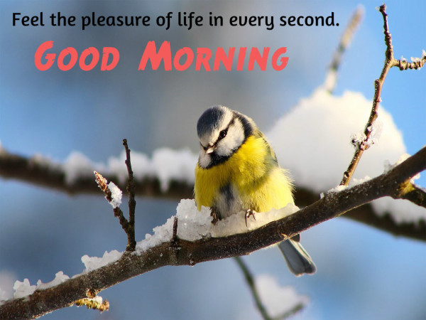 Feel the Pleasure Of Life - Good Morning-wg16104