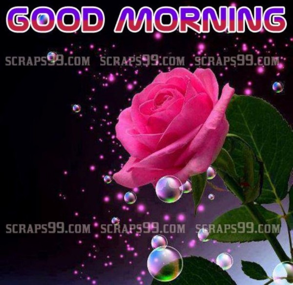 Image Of Rose - Good Morning-wg034139