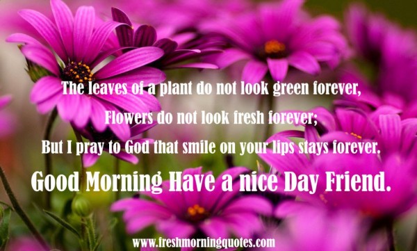 Flowers Do Not Look Fresh - Good Morning-wg16108