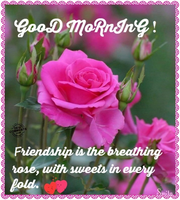 Friendship Is the Breathing Rose - Good Morning-wg16118