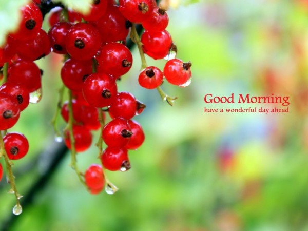 Fruity Morning-wg16121