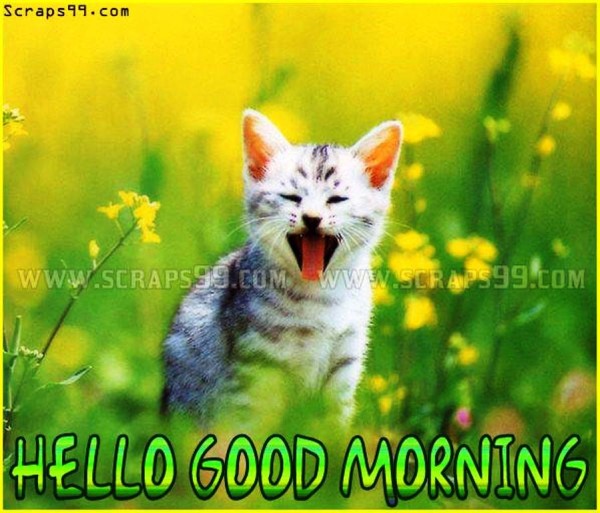 Funny Cat -  Good Morning-wg023125