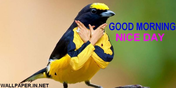 Funny Crow - Good Morning-wg140232