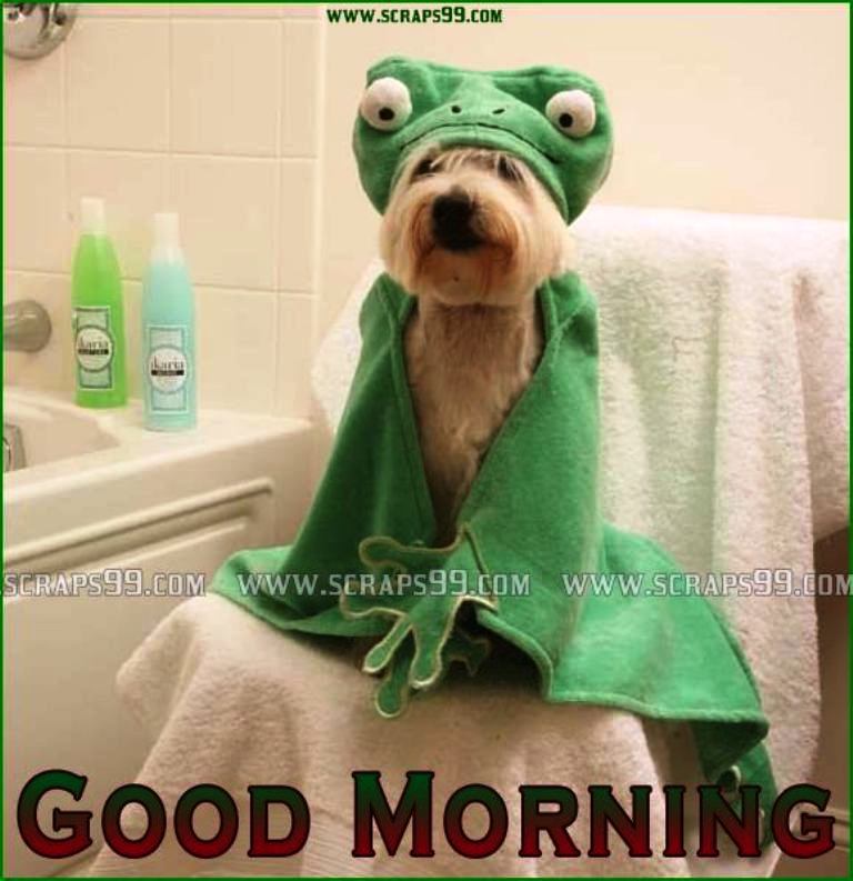 Funny Good Morning Wishes Pictures, Images - Page 6