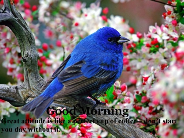 Good Morning Wishes With Birds Pictures, Images