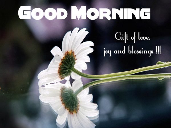 Gift Of Love - Good Morning-wg16123