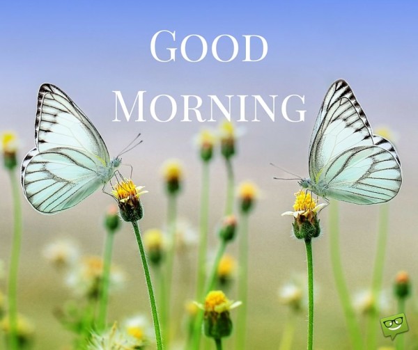 Good Morning-- Butterflywg11212