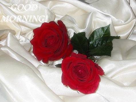 Good Monring - Red Roses-wg0180156