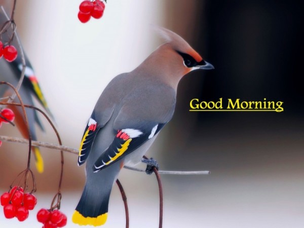 Good Morning - Beautiful Bird Image-wg16141