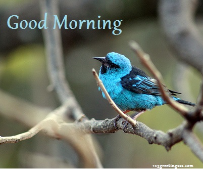 Good Morning - Beautiful Bird-wg16142