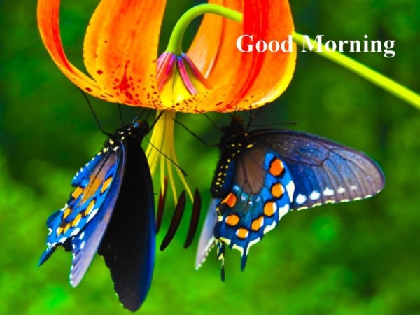 Good Morning - Beautiful Butterfly-wg16144