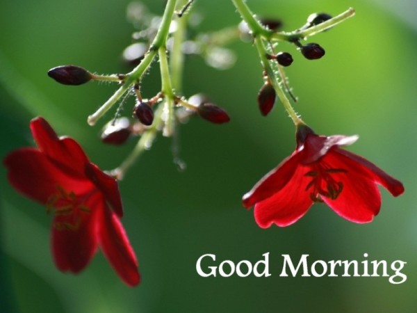 Good Morning - Beautiful Red Flowers-wg16146