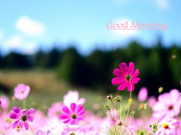 Good Morning - Beautiful Summer-wg16147