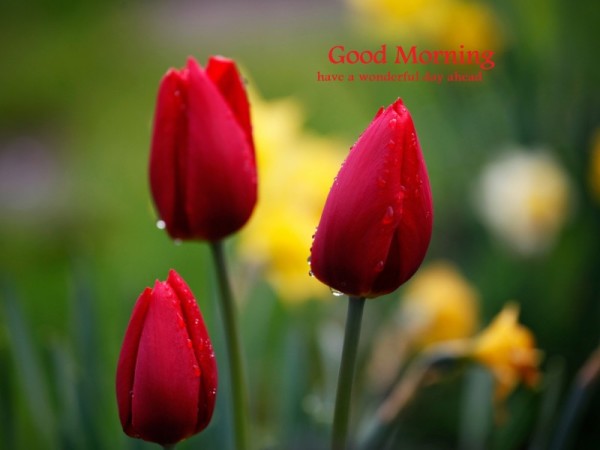 Good Morning - Beautiful Tulip-wg16148