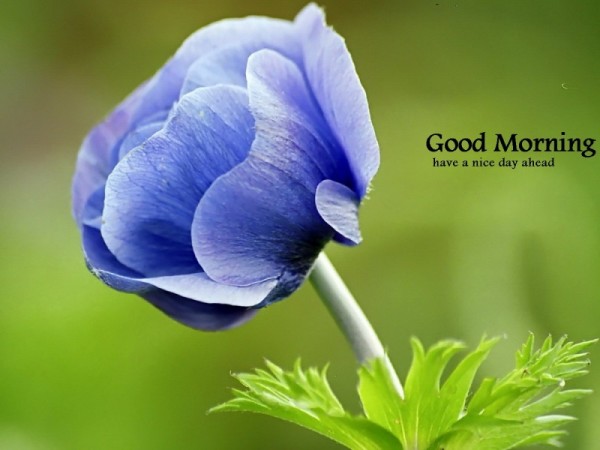 Good Morning - Beutiful Flower Image-wg16150
