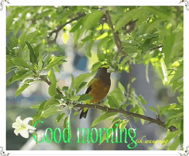 Good Morning - Bird Sitting On Tree-wg0180225