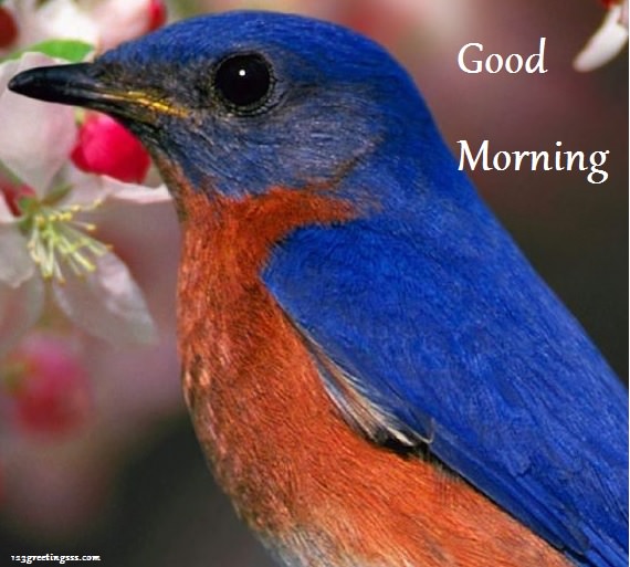 Good Morning - Bird-wg16151