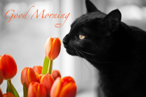 Good Morning - Black Cat-wg0180230